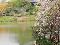 -海珠湖公园