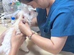 -仁普宠物诊所·中兽医·夜诊·狂犬免疫点(住友昌盛新苑店)