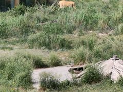 -新疆天山野生动物园
