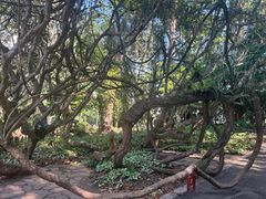 -中国科学院西双版纳热带植物园