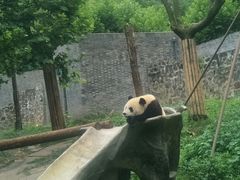-都江堰中华大熊猫苑