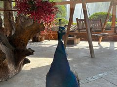 -石家庄市动物园