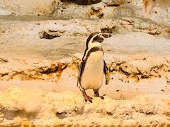 -帝企鹅自助餐厅•儿童岛•真企鹅(长隆企鹅酒店)