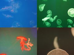 -海合安成都极地海洋公园