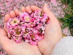 -南山植物园