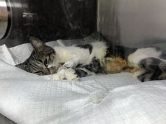 -爱侣宠医·鹦鹉专科·小型哺乳类·异宠专科(灵石路店)