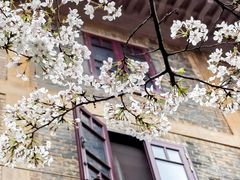 -武汉大学-樱园