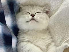 -飞行喵MR PILOT|猫舍·猫咖(静安大融城店)