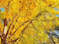 -三里屯东五街银杏大道