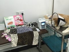 -艾吉宠物医院·疑难杂症转诊中心·猫友好(碧江路院)