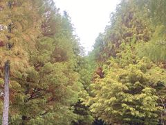 -溱湖国家湿地公园