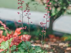 -上海辰山植物园
