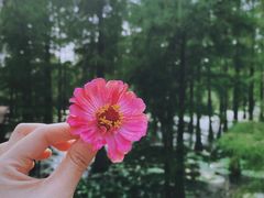 -池杉湖湿地公园