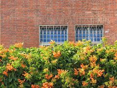 -溪岸路花鸟市场