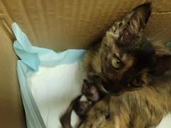 -安安宠医·安宠宠物医院