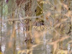 -桤木河湿地公园