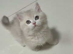 -猫十亿·布偶金渐层·曼基康矮脚猫舍(青年路店)