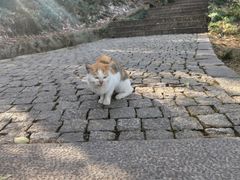 -苏州上方山国家森林公园