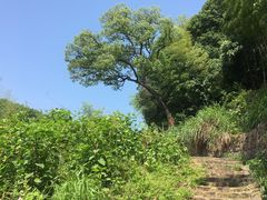 -东明山森林公园