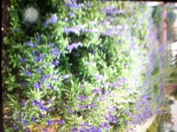 完美新娘-完美新娘婚纱摄影