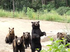 -沈阳森林动物园