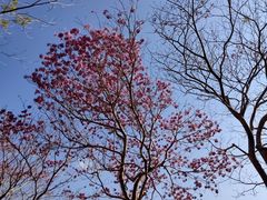 -天适樱花悠乐园