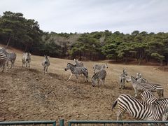 -沈阳森林动物园