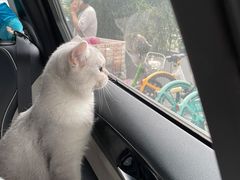 -半岛宠物医院24小时(科华中路店)