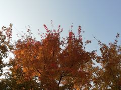 -大兴滨河森林公园