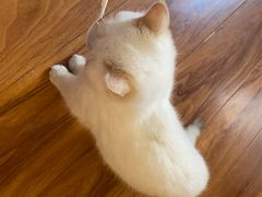 -猫爪屋猫咖(乐汇城店)