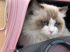 -瑞派·关忠动物医院·猫专科·犬专科(三环新城店)