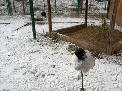 -青藏高原野生动物园