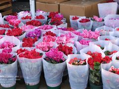 -中环花鸟鱼虫市场