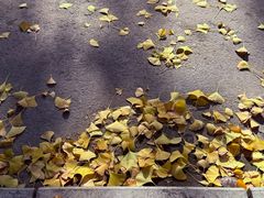-三里屯东五街银杏大道