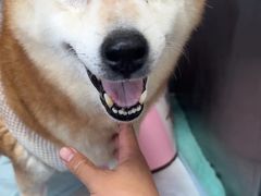 -派美特宠物医院·核磁CT·骨科肿瘤·疑难转诊(沈农禾丰店)