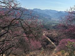 -新建村梅花