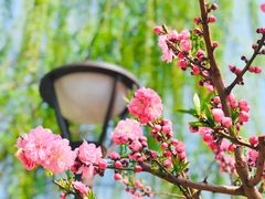 -海棠花溪(元大都城垣遗址公园)