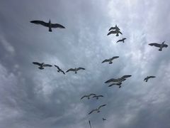 -星海湾跨海大桥