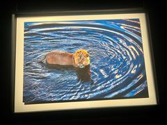 -罗红摄影艺术馆