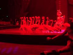 -珠海横琴长隆《卡卡虎奇遇记》