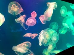 -成都浩海立方海洋公园