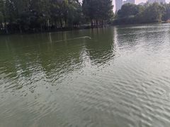 -青枫公园