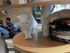 -飞行喵MR PILOT|猫舍·猫咖(静安大融城店)