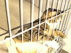 -艾吉宠物医院·疑难杂症转诊中心·猫友好(碧江路院)