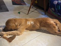 -萌喵宠狗爱心宠咖