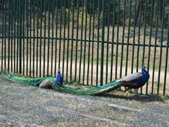 -西霞口神雕山野生动物世界