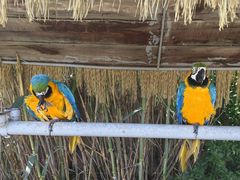 -西霞口神雕山野生动物世界