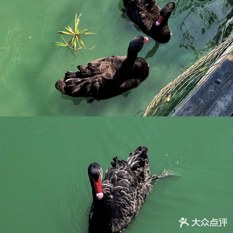 ✨无锡旅游攻略｜蠡园西施岛🦢情侣约会地