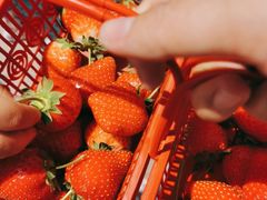 -甜心庄园·甜心草莓采摘园(西青中北店)