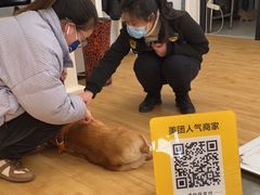 -喵百万·布偶·蓝金金渐层英短·猫舍(百子湾店)